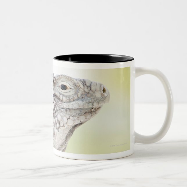 Caneca De Café Em Dois Tons Grande iguana verde que basking no sol no (Direita)