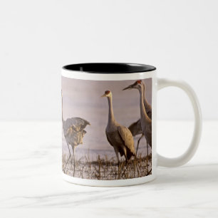 Caneca De Café Em Dois Tons Grous-de-sandhill Grus canadensis) Platte