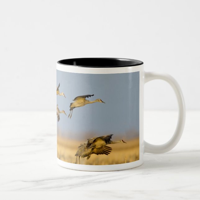 Caneca De Café Em Dois Tons Grous-de-sanduíche pousam em campos de milho (Direita)
