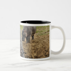 Caneca De Café Em Dois Tons Hippopotamus, amphibius do Hippopotamus, Serengeti