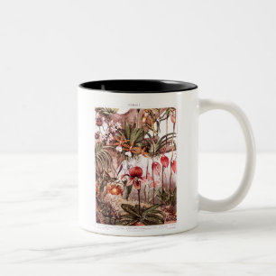 Caneca De Café Em Dois Tons Ilustração 1911 da variedade da flor da orquíde