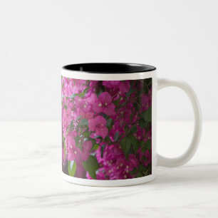 Caneca De Café Em Dois Tons Itália, Sicília, Cefalu, Pátio Florido por