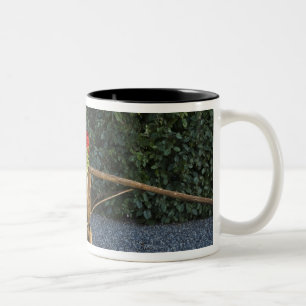 Caneca De Café Em Dois Tons Itália, Toscana. Gerânios vermelhos escorrem de um