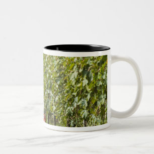 Caneca De Café Em Dois Tons Itália, Toscana, Montalcino. Caixas de colheita