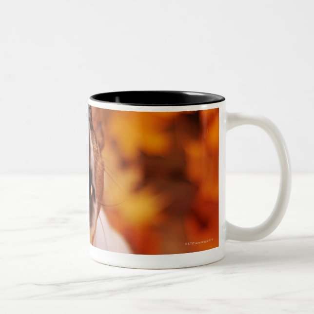 Caneca De Café Em Dois Tons Jack Russell Terrier que descasca e que salta, (Direita)