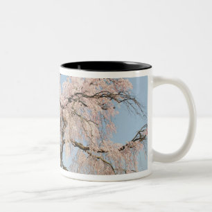 Caneca De Café Em Dois Tons Japão, Quioto. Cerejeira chorona sob céu azul