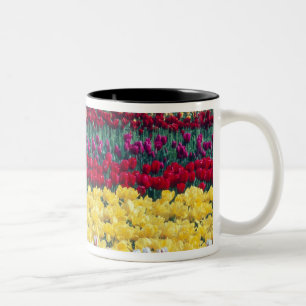 Caneca De Café Em Dois Tons jardim de exposição de tulipas no condado de Skagi