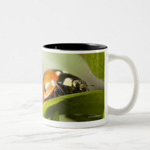 Caneca De Café Em Dois Tons Joaninha na folha, joaninha na folha
