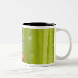 Caneca De Café Em Dois Tons Joaninha na grama, fim-acima