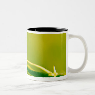 Caneca De Café Em Dois Tons Joaninha no sprig