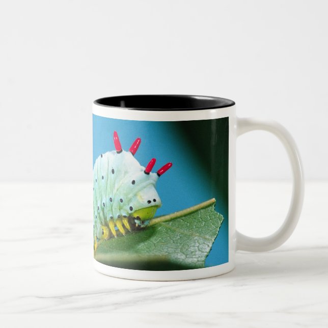 Caneca De Café Em Dois Tons Lagarta da Mariposa Prometeu, Callosamia (Direita)