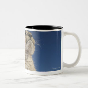 Caneca De Café Em Dois Tons Leão Cub (Panthera Leo) que senta-se na areia,