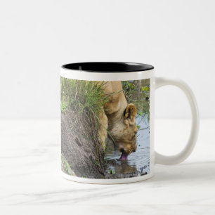 Caneca De Café Em Dois Tons Leão fêmea (Panthera leo), nacional de Mara do