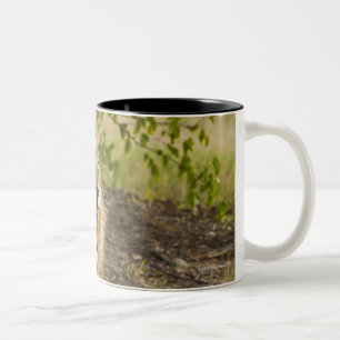 Caneca De Café Em Dois Tons Leão masculino que snarling (Panthera leo),