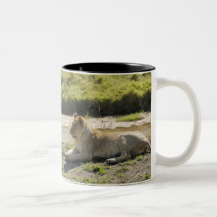 Caneca De Café Em Dois Tons leão (Panthera leo), leoa de dois jovens, Masai