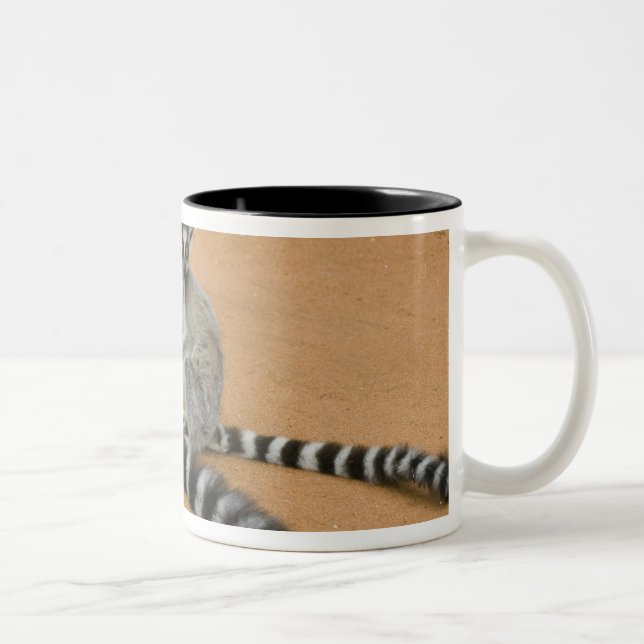 Caneca De Café Em Dois Tons Lêmures-de-cauda-anelada, (Lemur catta), Berenty (Direita)