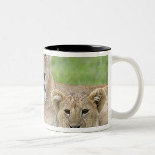 Caneca De Café Em Dois Tons Leoa e Dois Filhotes, África Oriental, Tanzânia,