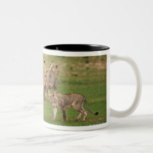 Caneca De Café Em Dois Tons leões novos que jogam, Panthera leo, Kgalagadi
