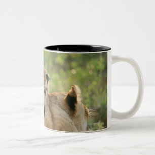 Caneca De Café Em Dois Tons Leões, Panthera leo que prepara, África do Sul