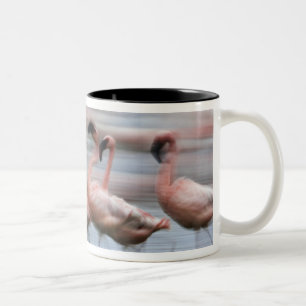 Caneca De Café Em Dois Tons Lesser Flamingos em movimento, Phoenicopterus