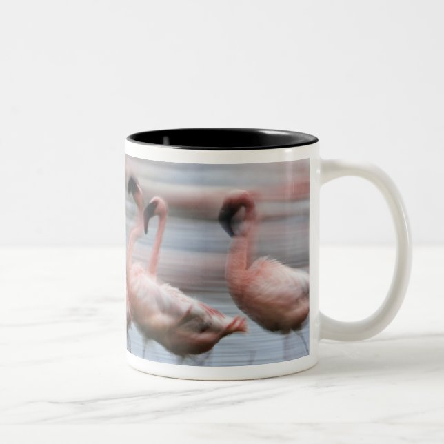 Caneca De Café Em Dois Tons Lesser Flamingos em movimento, Phoenicopterus (Direita)