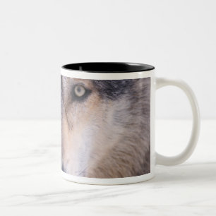 Caneca De Café Em Dois Tons lobo cinzento, Canis lupus, close-up dos olhos