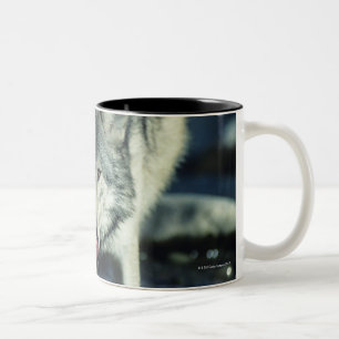 Caneca De Café Em Dois Tons Lobo cinzento no bebendo do outono