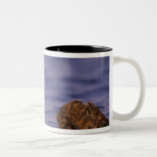 Caneca De Café Em Dois Tons Lontras Marinhas, Enhydra lutris 4