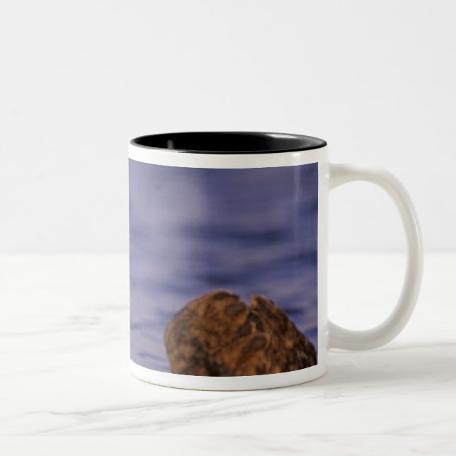 Caneca De Café Em Dois Tons Lontras Marinhas, Enhydra lutris 4 (Direita)