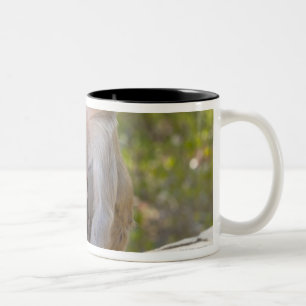 Caneca De Café Em Dois Tons Macacos de Macaque do Rhesus da mãe e do bebê na