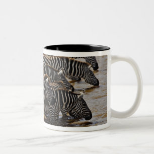 Caneca De Café Em Dois Tons Manada de Zebras de Burchell bebendo do Mara