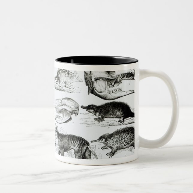 Caneca De Café Em Dois Tons Marsupialia, Monetremata, Edentata (Direita)