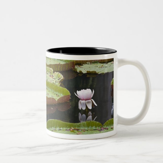 Caneca De Café Em Dois Tons Maurícia, Pamplemousses, SSR Botânico (Direita)