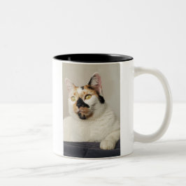 Caneca De Café Em Dois Tons Melhor Foto Da Mãe De Cat