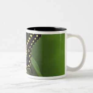 Caneca De Café Em Dois Tons Michigan, Rochester. Borboleta Rabo de Andorinha P