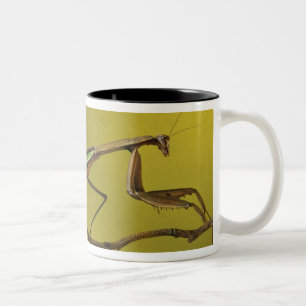 Caneca De Café Em Dois Tons Michigan, Rochester Hills. Louva-a-deus