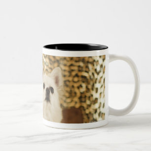 Caneca De Café Em Dois Tons Mistura de Pomeranian