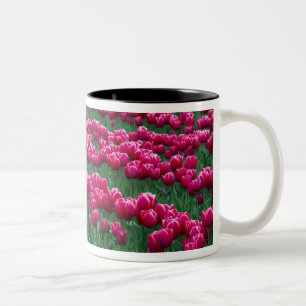 Caneca De Café Em Dois Tons Mostrar jardim de bulbos de tulipas de floração pr