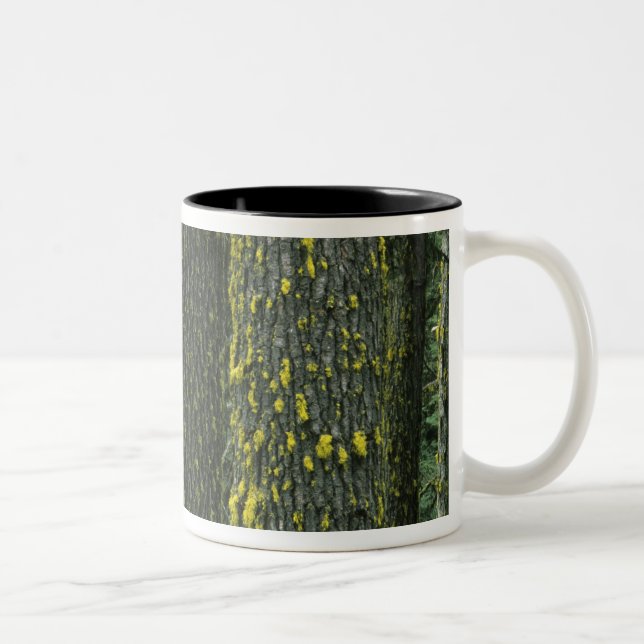 Caneca De Café Em Dois Tons Mt. Ashland, Floresta Nacional Rogue RIver, (Direita)