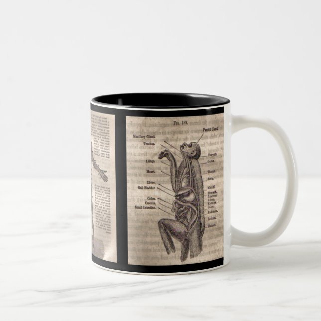 Caneca De Café Em Dois Tons Mug De Anatomia Evolutiva Para O Profissional Médi (Direita)
