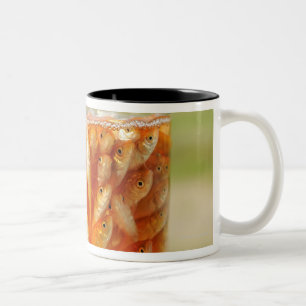 Caneca De Café Em Dois Tons Muito peixe dourado que estão no recipiente de