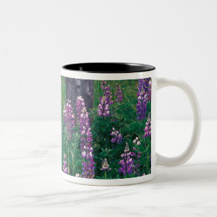 Caneca De Café Em Dois Tons NA, EUA, Alasca, Ilhas Aleutas, Unalaska,