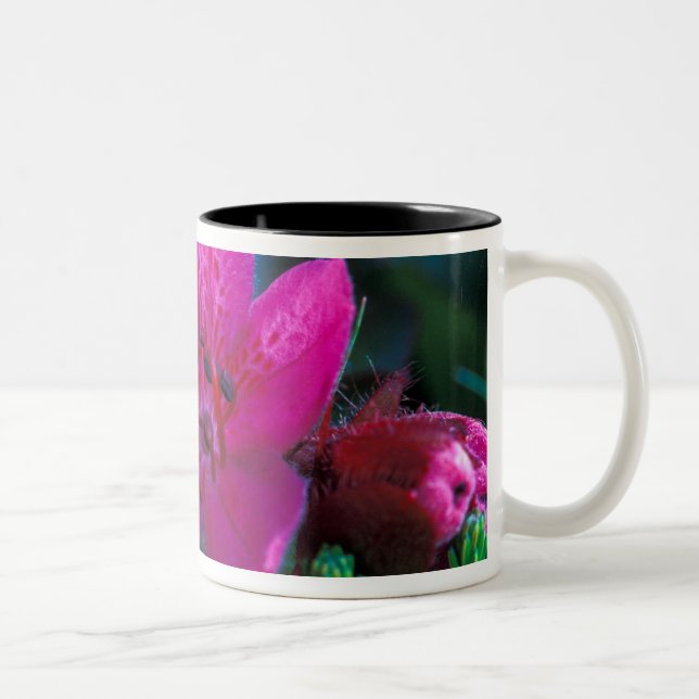 Caneca De Café Em Dois Tons NA, EUA, Alaska, Ilhas Aleutas, Flores Selvagens (Direita)