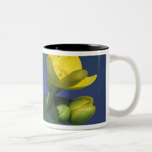 Caneca De Café Em Dois Tons NA, EUA, Michigan, Rochester Hills. Pântano