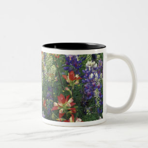Caneca De Café Em Dois Tons NA, EUA, Texas, perto de Marble Falls, Paint brush