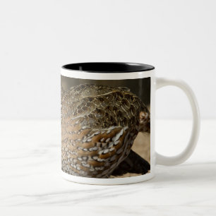 Caneca De Café Em Dois Tons Norte Bobwhite codornizes na lagoa para beber