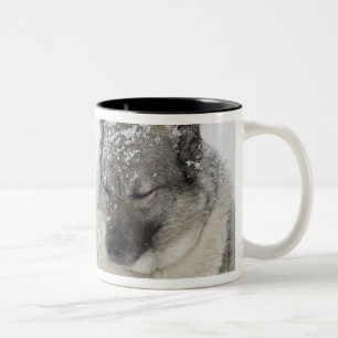 Caneca De Café Em Dois Tons Norueguês Elkhound