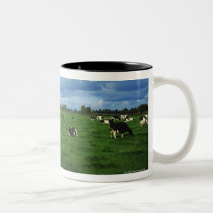 Caneca De Café Em Dois Tons O gado do Holstein-Frisão aproxima Thurles, Co