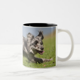 Caneca De Café Em Dois Tons O pastor pirenaico vai em volta do pólo
