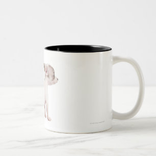 Caneca De Café Em Dois Tons Opinião lateral o filhote de cachorro da chihuahu